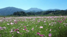 “추석연휴, 평촌마을 코스모스 꽃밭 걸어요”