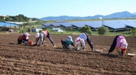 고흥은 지금 마늘심기가 한창