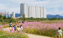 광주시 광산구 첨단 강변둔치 꽃단지에 코스모스 만개 