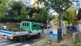 광주시 서구, 은행나무 가로수 열매 채취 작업 총력