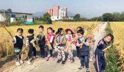 곡성군, 곡성유치원 - 미실란  벼 수확 생태체험 실시