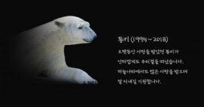 24세 나이로 세상 떠난 에버랜드 북금곰 통키