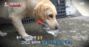 동물농장 역대급 천재견 행복이가 지능이 높은 이유 (영상)
