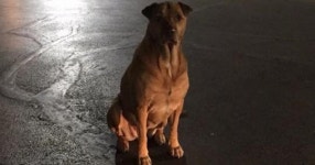 밤마다 맥도날드 앞에서 떠돌이 개인 것처럼 연기하는 댕댕이 