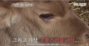 출생 5일 만에 안락사 판정받은 송아지 사연 (영상)