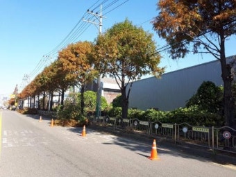 인천 중구, 가로수 전지작업  어린이 안전에 최우선