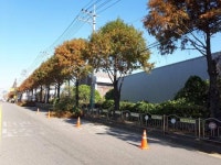인천 중구, 가로수 전지작업  어린이 안전에 최우선