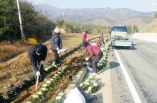 보성군 문덕면, 겨울화초 식재로 꽃세상 만들기