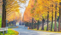 영광군, 불갑저수지 수변도로 메타세쿼이아 가로수길 명소화 나서