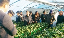 담양 딸기 신품종 ‘메리퀸’, ‘죽향’ 품종 설명회 개최