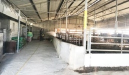 진도군, 청정지역 사수위해 구제역 방역 ‘총력’ 