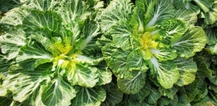 진도 봄동, 단맛 좋아 ‘인기’