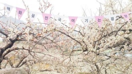 광양시립예술단, 매화꽃 천국에서 감성공연 꽃 피운다!