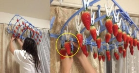 딸기 농장 데이트 못 가게 되자 여자친구가 보인 뜻밖의 행동 (사진)