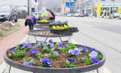 “봄이 왔어요!”~화순읍, 도로변에   봄꽃 단장