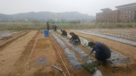 인천환경공단, 중구 영종도 친환경 무료 주말 농장 분양!