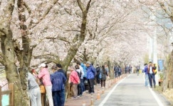 순천시 동천 50리 벚꽃길, 그대와 함께