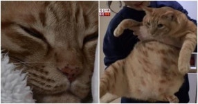 혼자 간식 먹기도 힘들어… 동물농장에 출연한 역대급 뚱냥이 루루