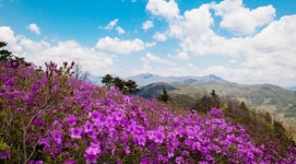 광양시, 제14회 백운산 국사봉 철쭉축제 개최
