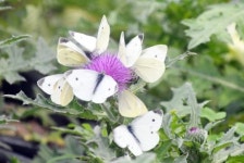 “꽃세상 나비천국” ~함평에서 ‘나비와 함께하는 봄날의 여행’