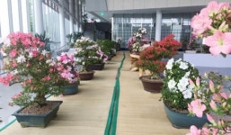 순천만국가정원에서 대한민국 최고의 철쭉분재 전시회 개최