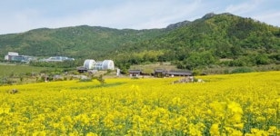 노란 유채꽃이 드넓게 펼쳐진 진도아리랑마을로 오세요