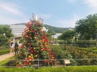 조선대학교 장미원으로 구경오세요 