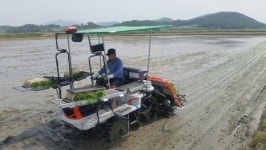 해남군, 추석 햅쌀용 조생종 벼 재배단지 50ha 조성 