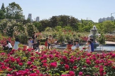 봄 향기 만발“광주시청 장미원 보러오세요”