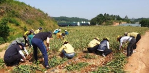 영암군 덕진면 농촌일손돕기, 마늘 수확 도와