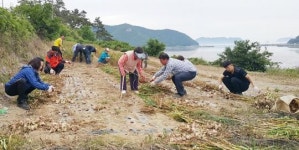 진도군 조도면, 봄철 농촌일손돕기 구슬땀