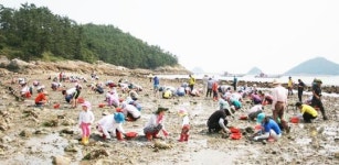 완도군 보길면 여항마을로 바지락 캐러 오세요!