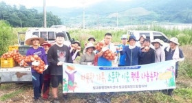 보성군 벌교읍, 행복 나눔농장 양파 수확 봉사활동 펼쳐