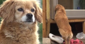 쓰러진 할머니 살리고 홀로 마루 밑에서 종일 기다리는 강아지 (영상)