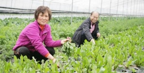 화순군 연정영농조합, 친환경채소 전문단지 공모 선정