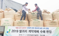강진군, 영양 듬뿍 ‘강진산 쌀귀리’ 수매 완료