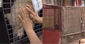 동물 학대 논란 속 완전한 폐업 결정한 구포가축시장