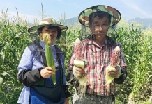 쫀득쫀득 달콤한 곡성군 삼기 흑찰옥수수 본격 출하