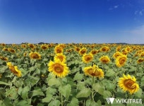 [포토뉴스]  김제 지평선?,  아니 오늘 만큼은 김제 해평선