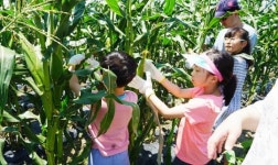 곡성군, 현장에서 즐기는 삼기 흑찰옥수수 팜파티 성황