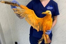 전설 속 황금 봉황으로 추정되는 새 구조한 뒤 벌어진 일