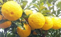 전남도농기원, 유자제품 연구개발비 15억 확보