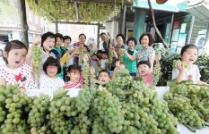 [포토]도심속 청포도 수확