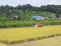 양평군, 지평면서 첫 벼베기 실시
