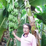 강진군, 특별한 바나나 농장이 있다 !