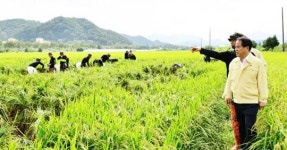 담양군, 태풍 피해 농가 일손돕기 ‘구슬땀’