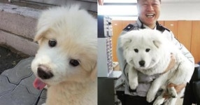 “북극곰인가?” 순찰하다 멍줍한 아기 강아지 근황