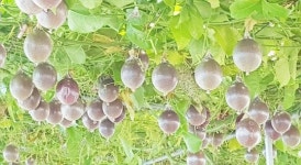 무안군, 아열대과일 백향과 본격 출하