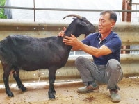 해남군, 흑염소 친환경 유기축산물 전국최초 인증