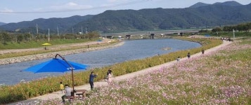 광양시, 광양읍 서천변 코스모스 활짝 피어